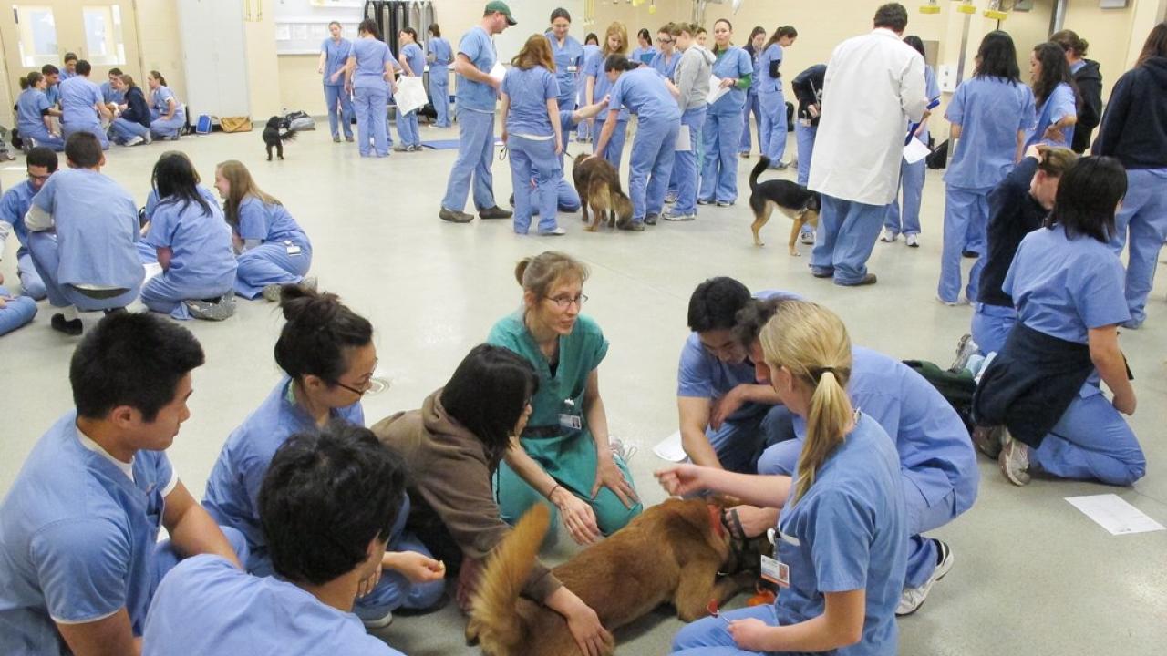 UC Davis School of Veterinary Medicine Reaches New Heights in Research